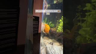 I love my mystery snail so much He always stresses me out... #Shorts #literally.fish