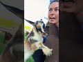 Can’t wait to watch her grow up with Kendyl! #katievanslyke #runningspringsminifarm #goats