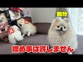 後ろで2匹が揉めると間に入って止めに入るポメラニアン