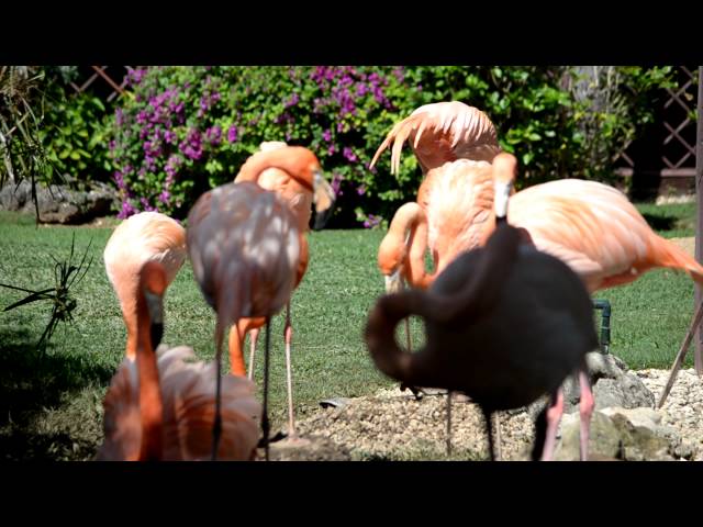 Flamingos, The - Santo Domingo