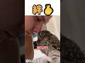 野良のフクロウがペットになるまで❤️ #shortvideo #梟 #野生