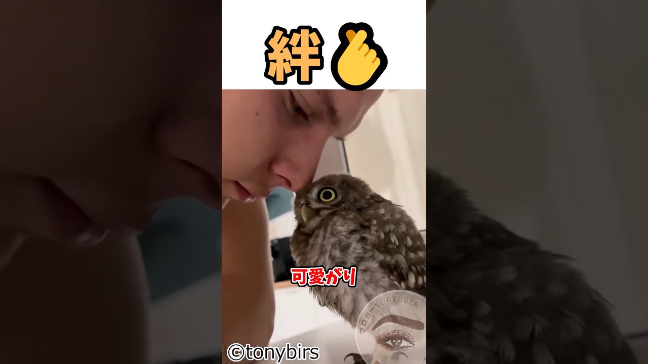 野良のフクロウがペットになるまで❤️ #shortvideo #梟 #野生