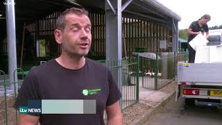 The salmon run | ITV News