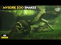 Mysore zoo snakes | Encounter With The Mighty King Cobra! &amp; anaconda | Part-2 - lifeofnaan vlogs