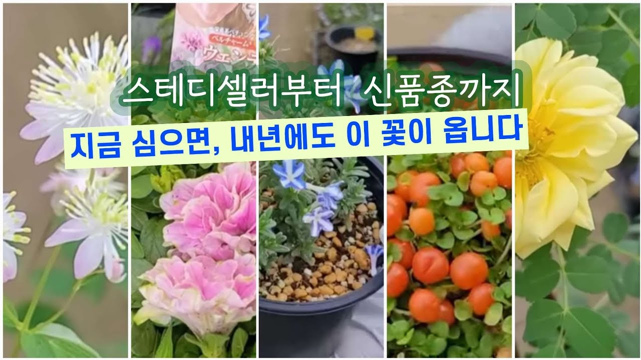 🤩스테디셀러부터 신품종까지 (18종)이 꽃 하나로 계절 내내 꽃길 됩니다