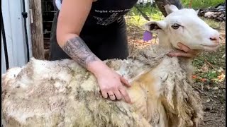 Hair Sheep That Didn't Shed For 5 Years by Right Choice Shearing 66,533 views 11 months ago 1 minute, 45 seconds