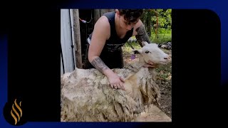 Hair Sheep That Didn't Shed For 5 Years Hairy Sheep