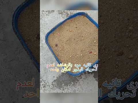 زراعة الطماطم البذور تابع زراعة المنزل لعمل شتالات