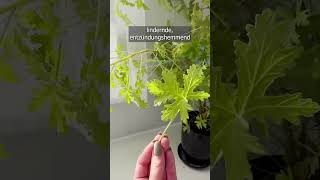 Diese Pflanze hilft bei Halsschmerzen und Ohrbeschwerden