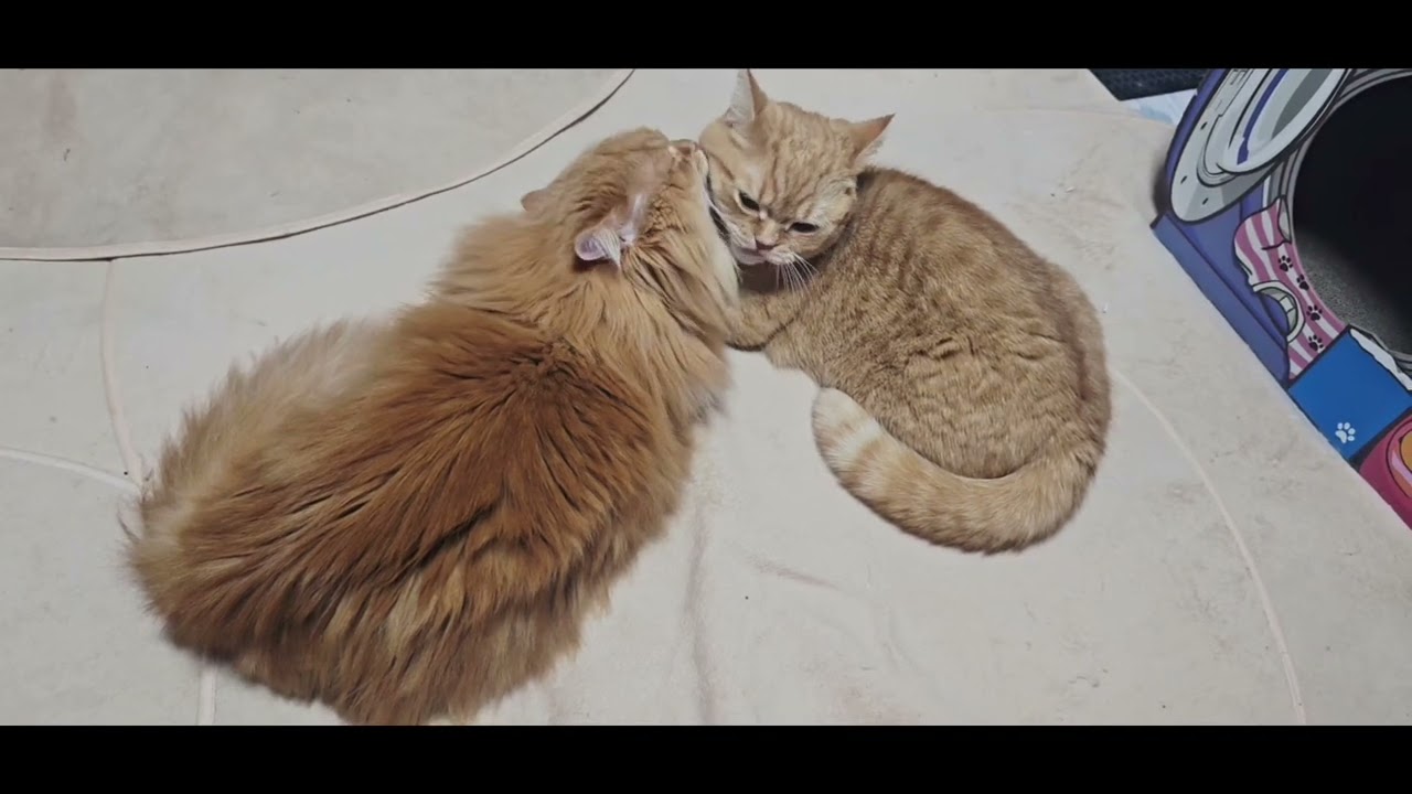      2026年   2月  27日   金曜日       むぎちゃん&がんちゃんの1日              (むぎちゃん肥大型心筋症闘病中)