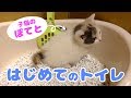 子猫のぽてと・ひとりでトイレできるのか!?