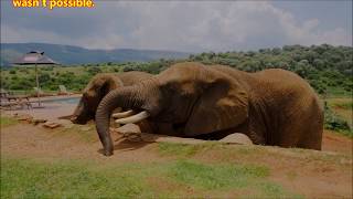 Short Story: Watch your rope!! Elephant, Baby, Belief