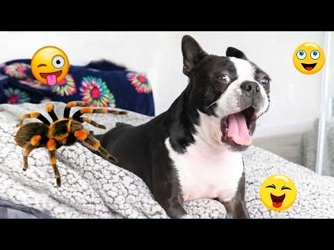 Try Not To Laugh 🤣 Most Watched Funny Dog Videos Compilation