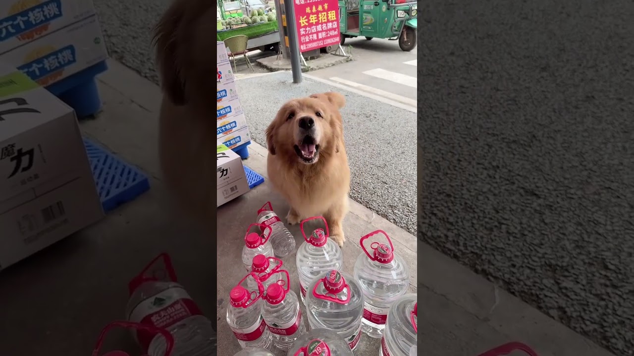 Golden Retriever Trade Time #shorts #dogs