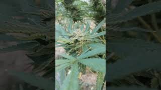 Jelly Frosbite : Growmorefire