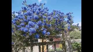 Also see:- https://www./watch?v=skwgfpoqwno attracting bees to the
garden is easy, but best way depends on garden, this blue bush in g...