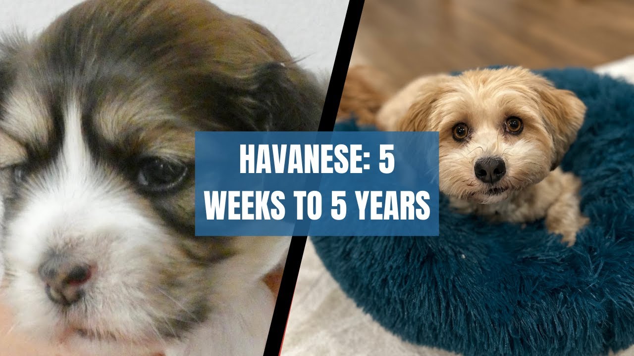 Daisy's Life in 100 Pictures | Havanese Dog Growing Up (+ surprise appearance by Poppy the Cavapoo!)