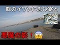 【三戸浜堤防】神奈川県三浦半島の相模湾側にある小さな漁港の周辺で、釣った鰯の泳がせ釣りをしていたら…【2019.11,25】