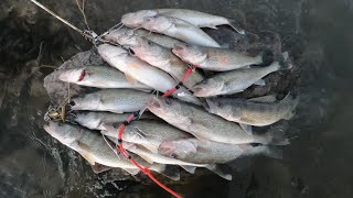 WALLEYE RUN 2022 FIRST LIMIT OF THE YEAR