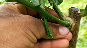 Lỗi nhầm cành ghép và cành dại ở cây mới trồng hoặc mới ghép cuả cây bưởi và chanh - xem ngay