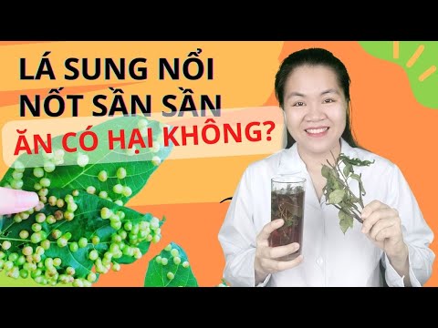 Video Ăn lá sung sống có vị gì? Ăn lá sung tươi có nốt sần... - youtube