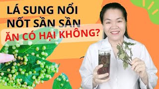 Ăn lá sung sống có vị gì? Ăn lá sung tươi có nốt sần cục cục có hại hay không?