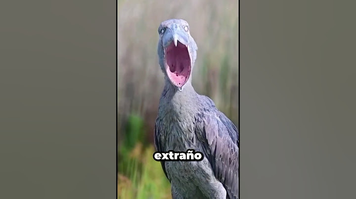 ¡Estas Aves Hace Sonido que te Dejarán Sin Palabras! 2 parte