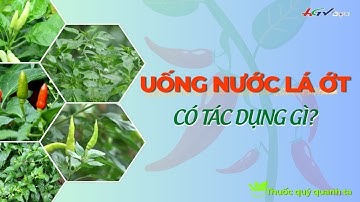 Uống nước lá ớt có tác dụng gì? | Truyền hình Hậu Giang