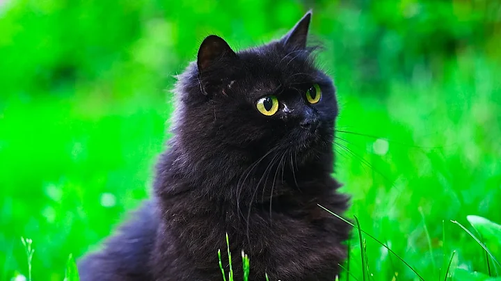 Watch the video about Who’s Sneaking in His Garden? 👀