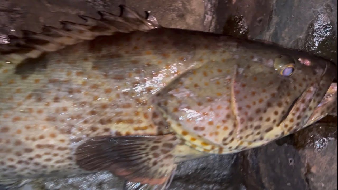 Good Size Grouper Fish on a @chiefangler 🦐Shrimp🎣🐟 