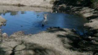 patrickwundrock coues rut swimming - Sometimes when the rut heats up you just gotta take a dip!