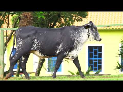 LOTE 122   MESQUITA FIV PARSLY SANTA LUZIA – 4503CK