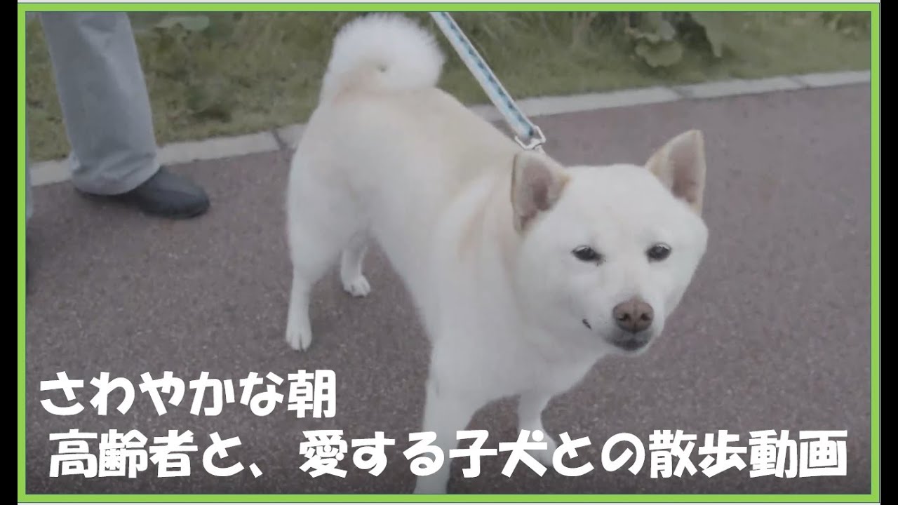 ソフトバンクCMの犬に そっくりな、可愛い子犬と散歩する高齢者。シニア向け分譲ﾏﾝｼｮﾝ「中楽坊」の日常