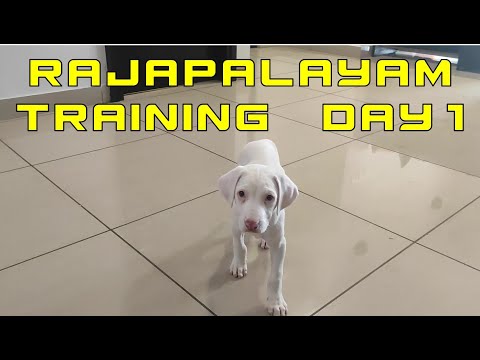 Training Rajapalayam Puppy to Come and Sit