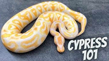 BEST GENE PERIOD. Why Do You NEED Cypress So Bad