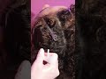 Full ASMR Detailed Curly Hair Scalp Check & Hair Wash is on my channel #asmrrealperson #asmrrelaxing