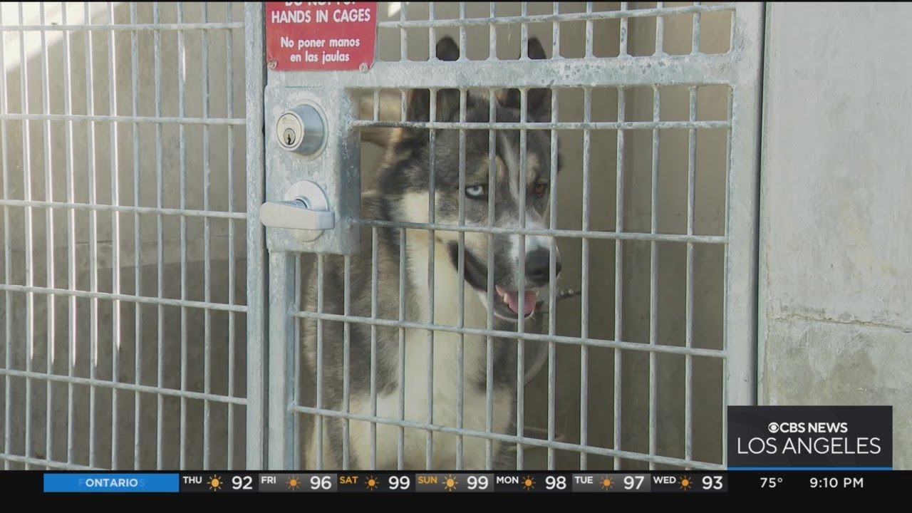 Investigation says dogs at LA Animal Shelters go weeks, months without