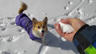 Последний весенний снег) Довольный собакен! =)