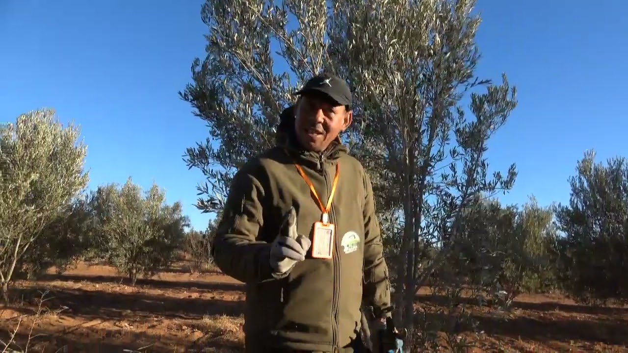 إصلاح أخطاء التقليم العشوائي وإعادة هيكلة أشجار الزيتون بلدية من منطقة وجدة