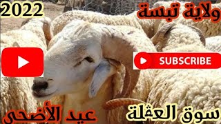 اسعار المواشي سوق العقلة ولاية تبسة اليوم الأربعاء 