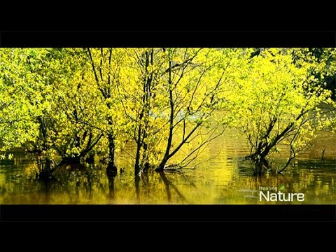 Asmr 癒し系動画 自然 新緑の水辺 Healing Japanese Landscape Youtube