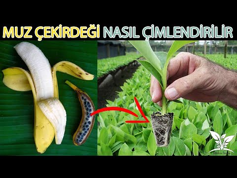 MUZ ÇEKİRDEĞİ ÇİMLENDİRMEK!!! - Beklenen Video %100 Çimlenme