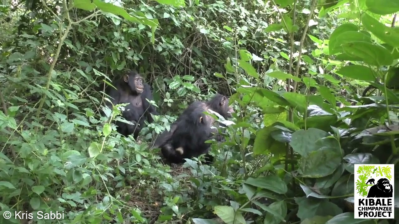 Kanyawara Chimpanzees: Tantrums