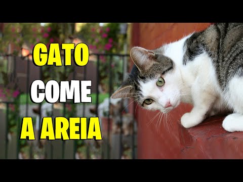 Vídeo: Por Que Um Gato Come Terra