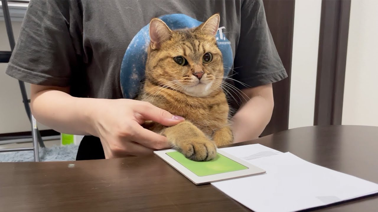借金エグいので連帯保証猫にサインさせました… - YouTube