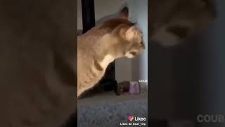 Шутка про котов и лайка