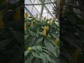 The Sausage Tree: Nature’s Most Unusual Fruit? | Echo Earth Track