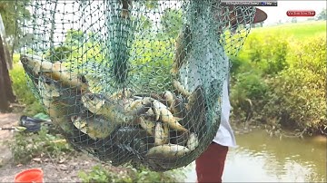 Khám phá chia sẻ điểm câu cá rô đồng giật cá mỏi tay