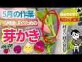 【イチジク】３年目以降の芽かきを実演！実付きが悪くて困っている方は観て下さい！（育て方）