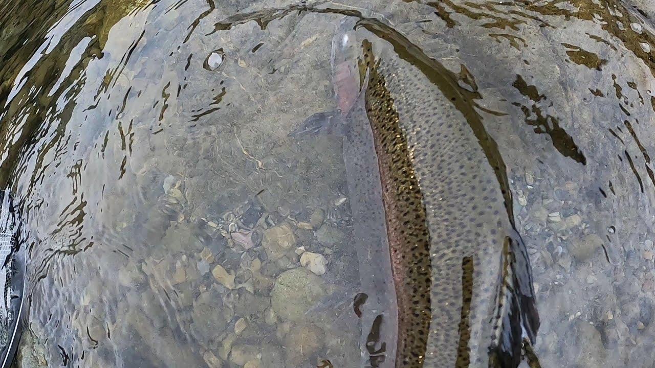 奥多摩フィッシングセンター    ２０２４年１１月      ポンドエリア